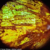 Mikroskop Levenhuk Rainbow 50L PLUS OrangePomeranč